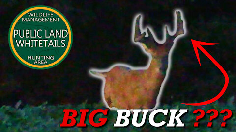 Chasing Public Land Giants | Velvet Buck Footage | Bucks In Fields