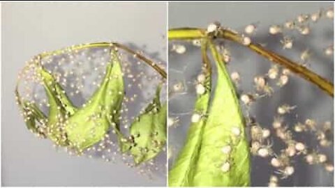 Edderkoppbabyer spinner sine første nett rett etter fødselen