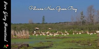 American White Pelicans in Wisconsin