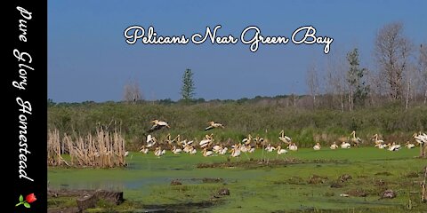 American White Pelicans in Wisconsin