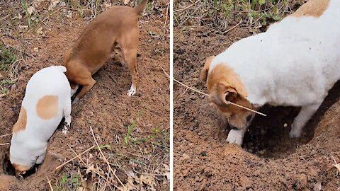 Pair of dogs use teamwork to dig giant hole