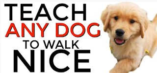 Teach ANY dog to walk nice on the leash with a few simple steps!