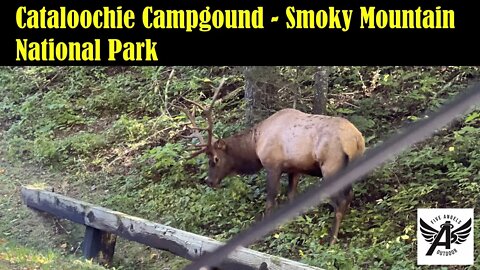 Cataloochie Campground - Great Smoky National Park - Riverside Relaxation