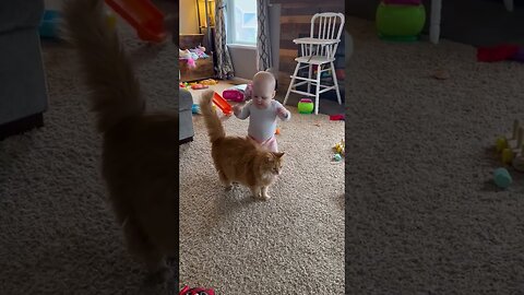 Adorable fluffy cat helps baby take first steps #cat #dog