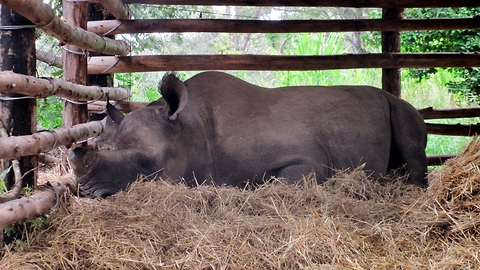 Rhinos adorably going to bed