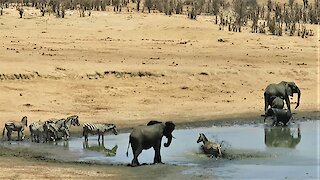 Elephant scares lone zebra into the water with an aggressive charge
