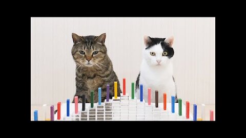 Cats and Domino Funny video of cat funzone02