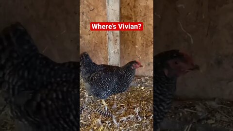 Where’s Vivian? // #shorts / #chickens / #homesteading