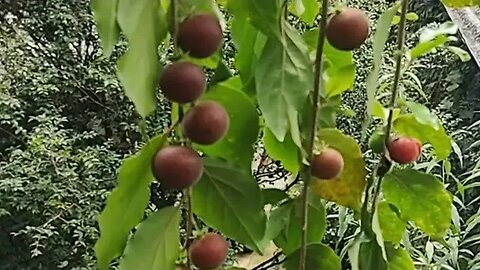 jabuticaba azul ubaia vermelha langsat taiuva champedaque pitangatuba e bananinha mamei gim cereja