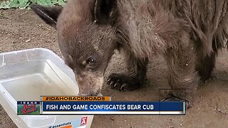 Fish and Game confiscates bear