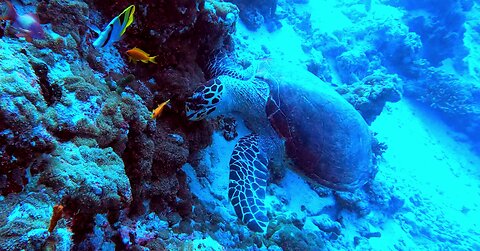 Endangered hawksbill turtle casually eats as scuba divers look on
