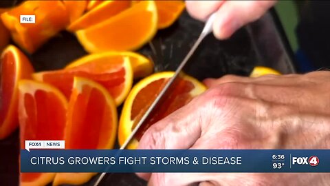 Florida citrus growers fighting storms and disease