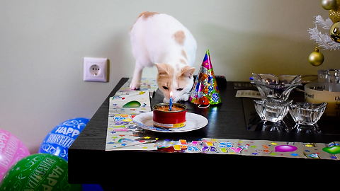 Cat blows out his birthday candle