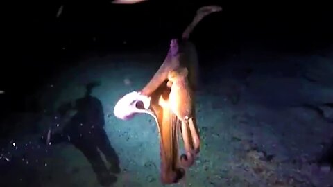 Scuba divers in Belize thrilled to encounter octopus hunting at night
