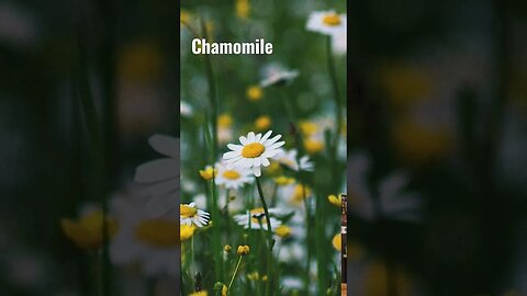 Chamomile is a Diaphoretic!