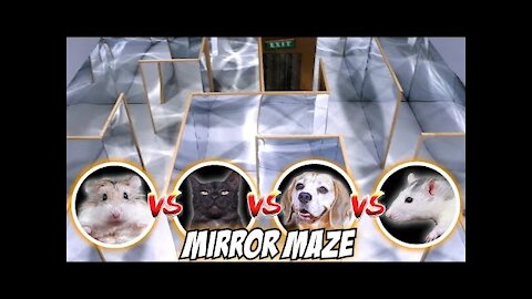 MIRROR MAZE COMPETITION, CAT🐱, RAT🐭, DOG🐶, HAMSTER🐹