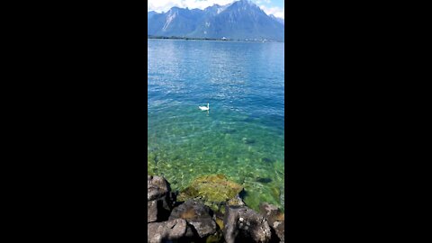 Green lake in Switzerland with white bird