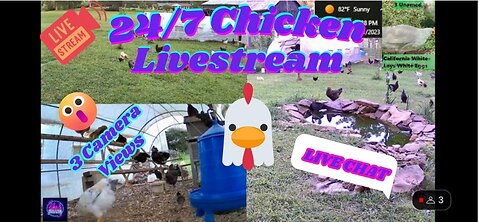 24/7 Baby Chicks & Chicken Live Stream & Chat |Koi Pond| Dog & Cat TV|MAY