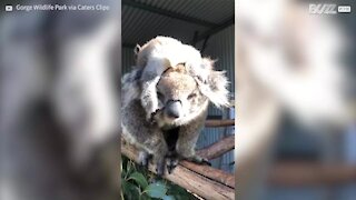 Coala filhote relaxa deitado na cabeça da mãe