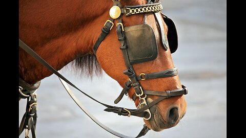 A MESSAGE ABOUT AN ''OLD BRIDLE WITH BLINDERS'' (A WAKE UP CALL)