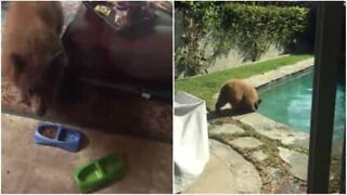 Bear cubs invade house to steal cat food