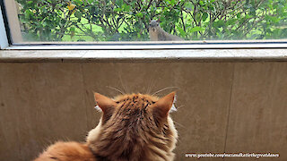 Brave Squirrel Teases Mesmerized Cat