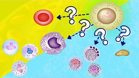 Hemopoiesis / Hematopoiesis | How Blood is Made