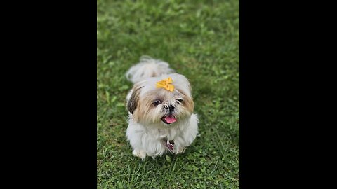 Rosie And The Wind (Featuring Rosie The Shihtzu)