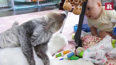 Baby and Sloth make adorable BFFs | Rare Life