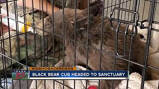 Black bear cub headed to sanctuary