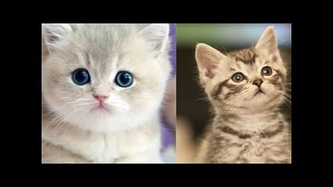 Cute Little Cat 🥰😍 #shortsvideo #baby cat