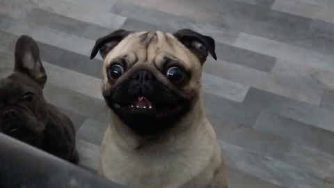 Hilarious footage of pug springing like pogo stick