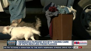 Nebraska Humane Society Flood Drive