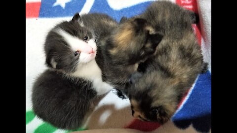 Chloie's 16 day old kittens play for the first time😹Chloieの生後16日目の子猫たちが初めて遊ぶ様子😹