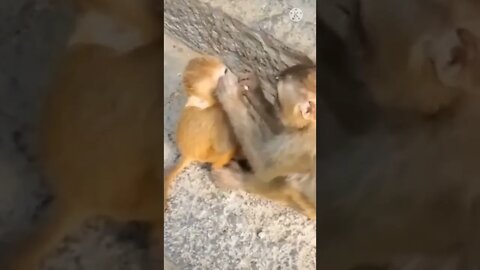 Monkey funny video || cute 🐵 monkey #longvidio #short #amazing #globalAmazing #monkeyfunnyvideo