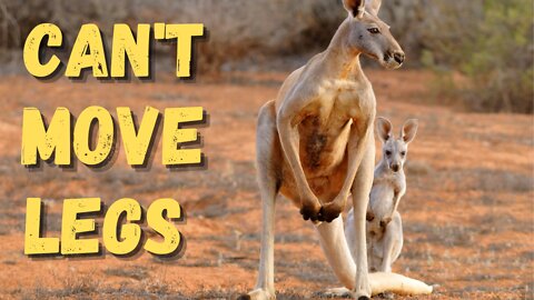 Quick Facts About Kangaroo