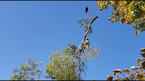 Tree cutter riding in the sky (Arborist)