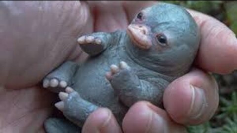 Platypus sliding to the water very rare and beautiful video