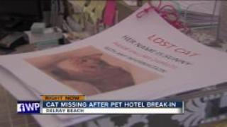 Cat missing after Delray Beach pet hotel break-in