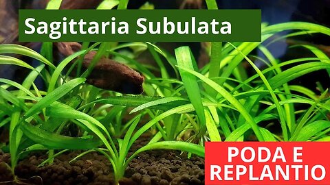 🔥 Poda e Replantio da Sagittaria Subulata - Plantas de Aquário [CORTES]