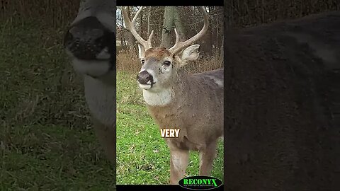 Here's why you should hunt out of ground blind!🦌 #hunting #deer #deerhunting