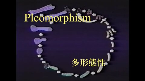 Pleomorphism ／ 多形態性