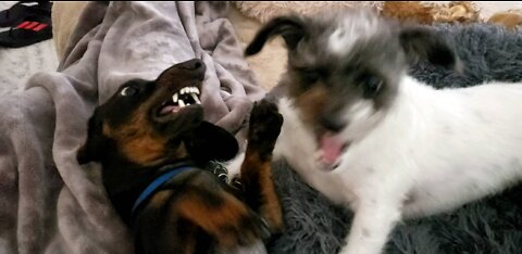 Dogs play fight