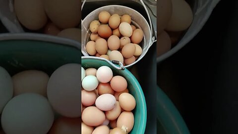 We have the eggs!