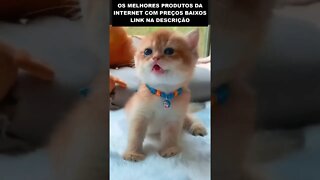 o gatinho mais bonito do mundo