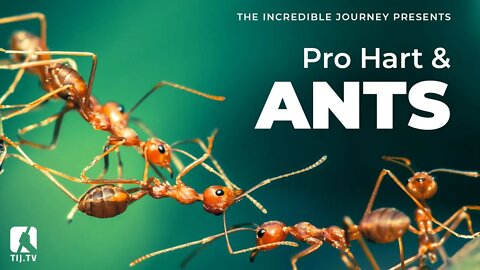 Pro Hart and Ants