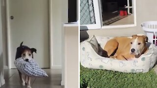 Clever dog drags bed outside to chill in the sun