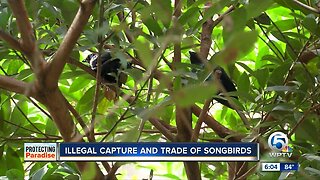 New rule protecting Florida’s native songbirds, criminal charges