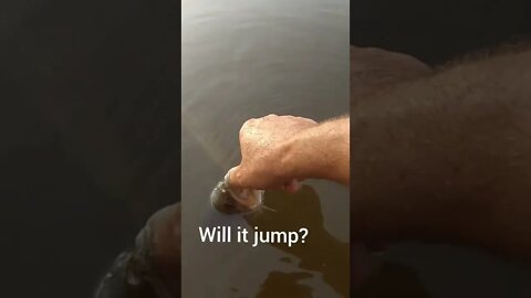How to make a fish jump... #FinTherapy #tiktok #shorts