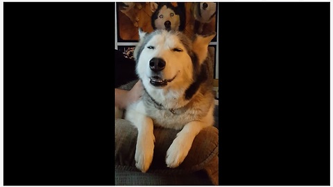 This Husky Enjoying An Afternoon On The Couch Is Too Cute